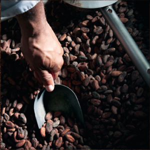 main d'un homme pelletant des fèves de cacao
