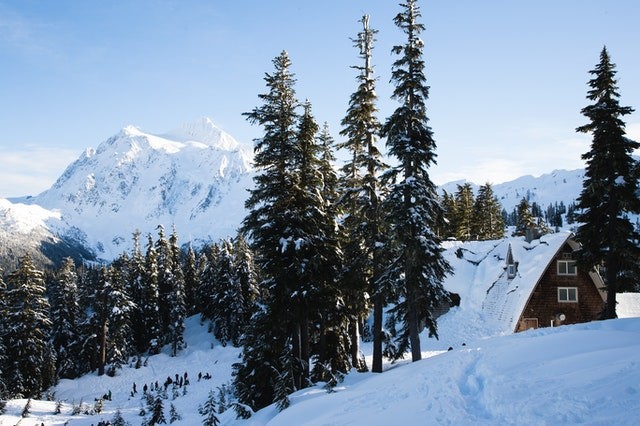 Paysage de montagne, piste de ski au milieu des sapins