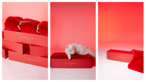 différents tapis rouge avec un chat dessus