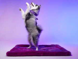 husky debout sur son tapis violet de la marque le tapis rouge