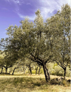 provence mira luna nature