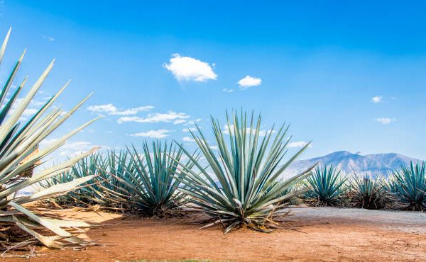 Festival Viva Agave