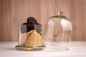 Truffe noire PLANTIN en cloche