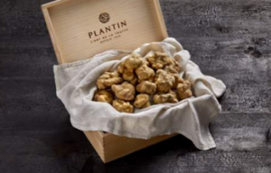 Présentation de la truffe dans une boîte PLANTIN