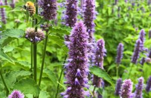 Fleurs comestibles du Château