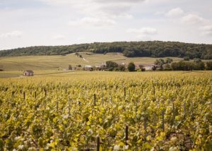 Vignole Champenois