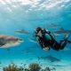 Aux Maldives, ils plongent avec 200 requins-tigres pour vivre le grand frisson