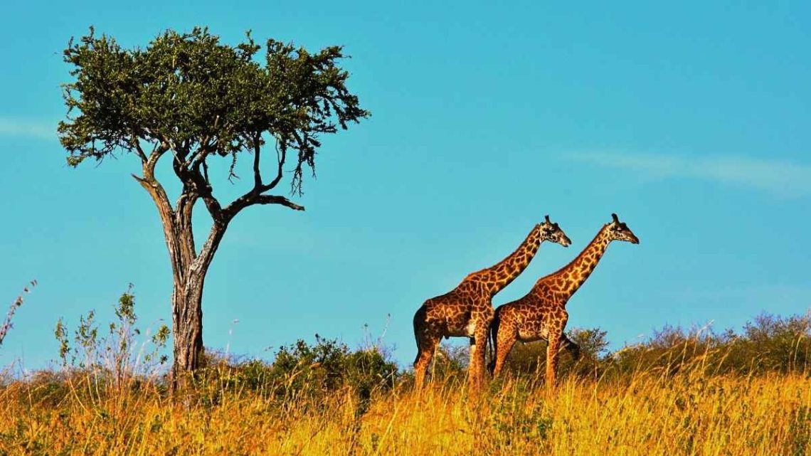 L'Afrique du Sud attire un nombre record de voyageurs en 2026, ce train de luxe explique tout