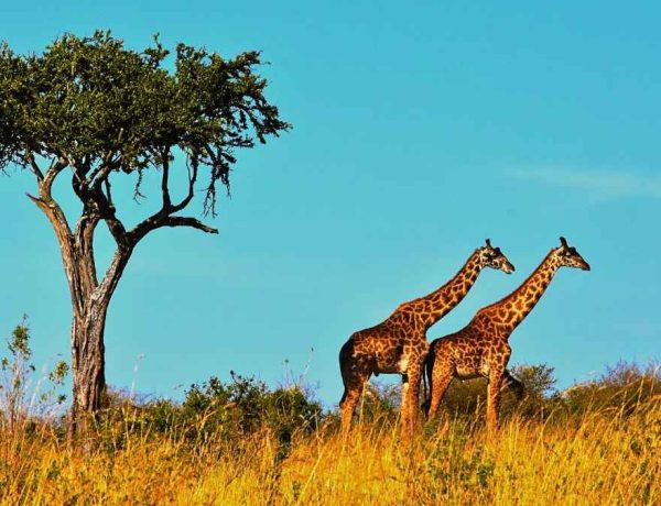 L'Afrique du Sud attire un nombre record de voyageurs en 2026, ce train de luxe explique tout