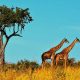 L'Afrique du Sud attire un nombre record de voyageurs en 2026, ce train de luxe explique tout